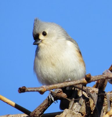 Tufted Titmouse