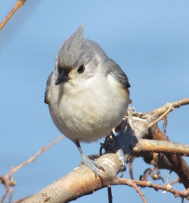 Tufted Titmouse