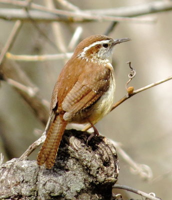 Carolina Wren