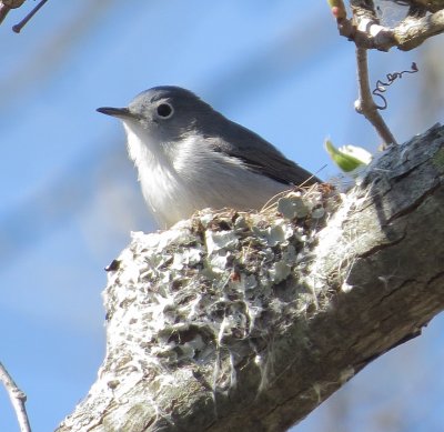 Blue-Gray Gnatcatcher