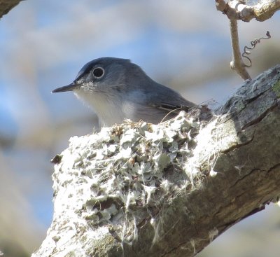 Blue-Gray Gnatcatcher