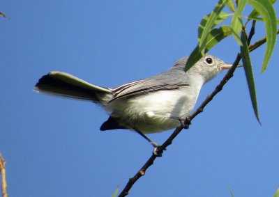 Blue-Gray Gnatcatcher