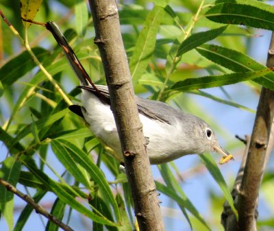 Blue-Gray Gnatcatcher