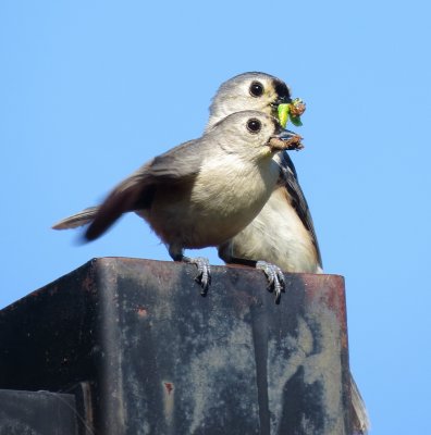 Tufted Titmouse