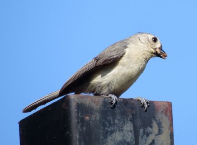 Tufted Titmouse