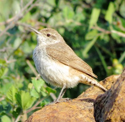 Rock Wren