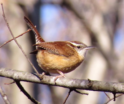Carolina Wren