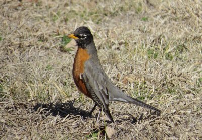 American Robin