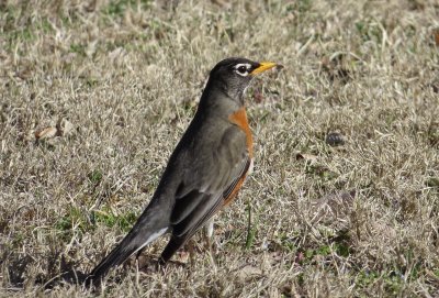 American Robin
