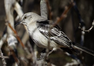 Northern Mockingbird