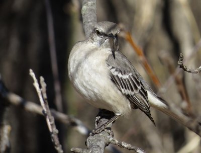 Northern Mockingbird