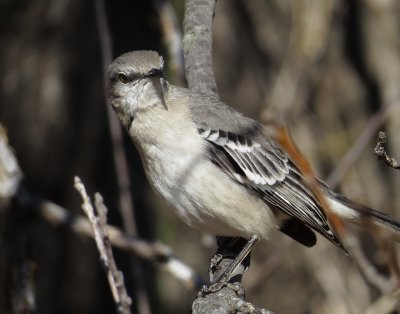 Northern Mockingbird