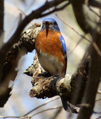 Eastern Bluebird