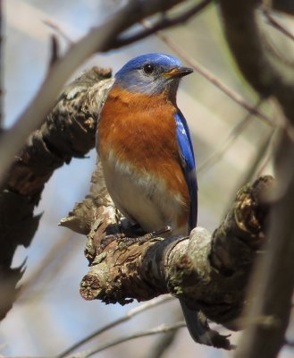 Eastern Bluebird