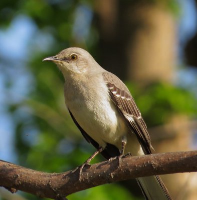 Northern Mockingbird
