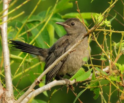 Gray Catbird