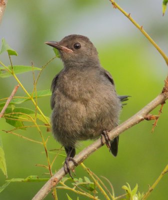 Gray Catbird