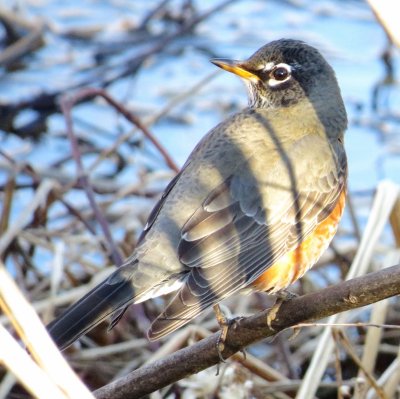 American Robin