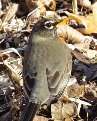 American Robin