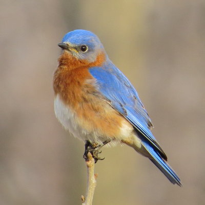 Eastern Bluebird