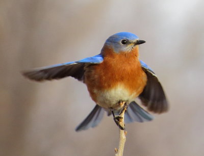 Eastern Bluebird