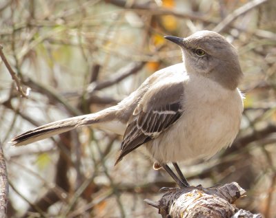 Northern Mockingbird