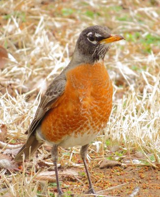 American Robin