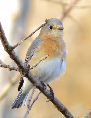 Eastern Bluebird