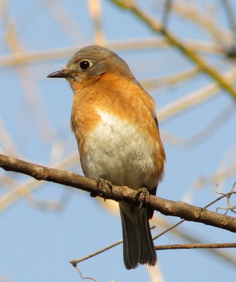 Eastern Bluebird