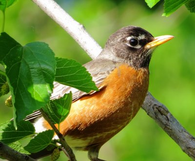 American Robin