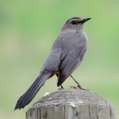 Gray Catbird