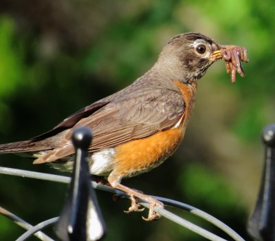 American Robin