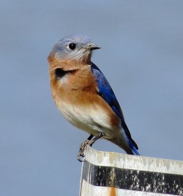 Eastern Bluebird