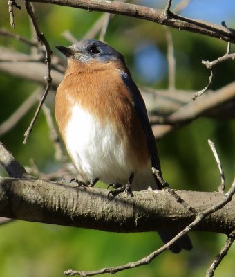Eastern Bluebird