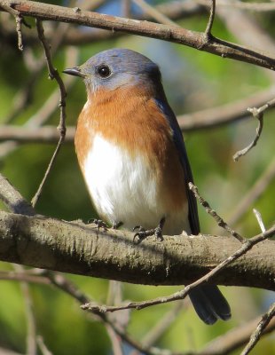 Eastern Bluebird