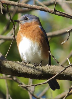 Eastern Bluebird