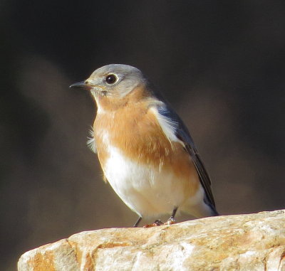 Eastern Bluebird