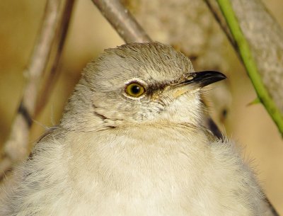 Northern Mockingbird