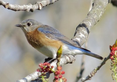 Eastern Bluebird
