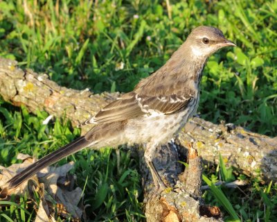 Northern Mockingbird