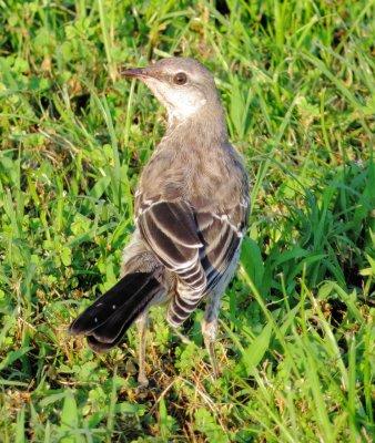 Northern Mockingbird