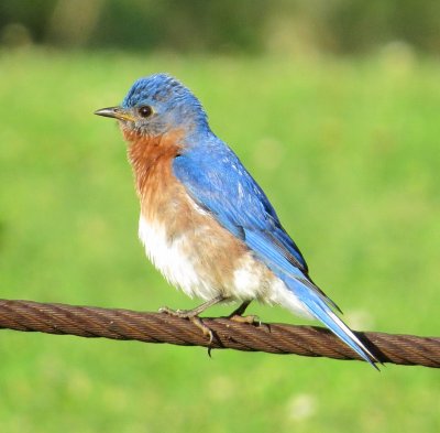 Eastern Bluebird