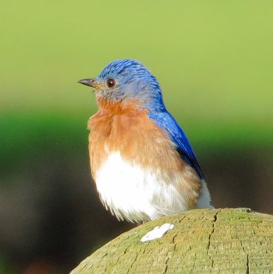 Eastern Bluebird