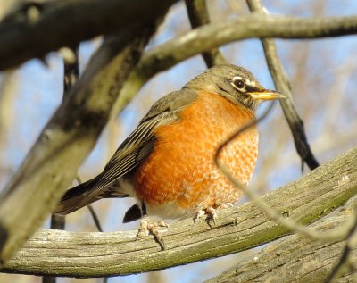 American Robin