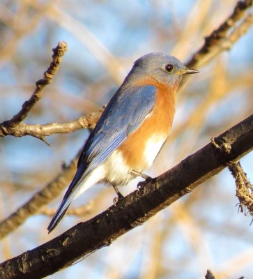 Eastern Bluebird