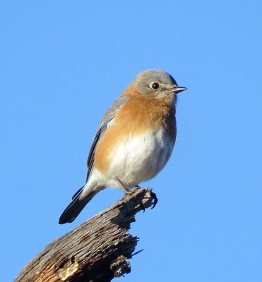 Eastern Bluebird