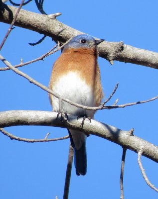 Eastern Bluebird