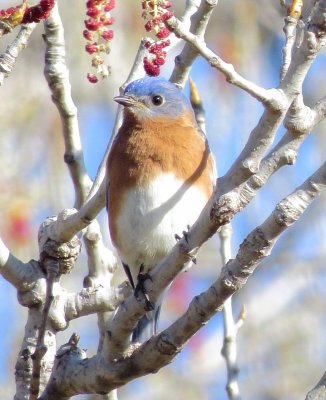 Eastern Bluebird