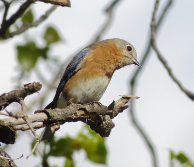 Eastern Bluebird