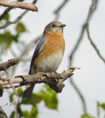 Eastern Bluebird